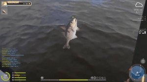 Редкий трофей!Пикша