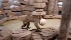 У японских макак любимое занятие смотреть в окно и играть с мячиком 30.10.2025