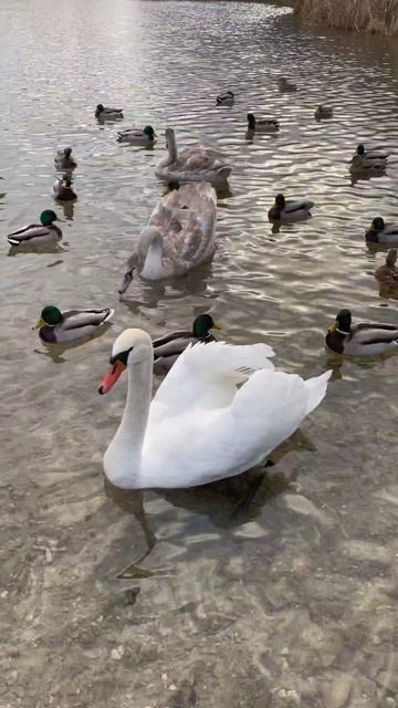 Лебеди на Городищенском озере в Изборске