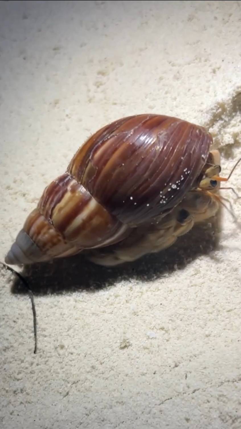 #shorts Отшельник ползет к океану смотреть онлайн