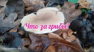 Что за грибы?