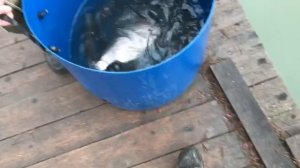 утренние зарыбление форели