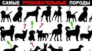 Не заводите эти породы собак, пока не посмотрите это видео!