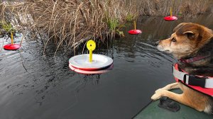 ВЕСЁЛАЯ РЫБАЛКА С ЧЕТВЕРОНОГИМ ДРУГОМ. Рыбачим на реке.