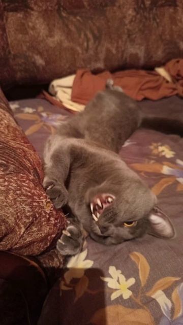 Кот Атос сладко зевает #shorts #котатос #кошачийотдых #животные #милота