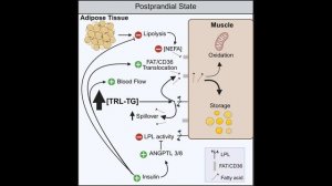 Парадокс атлета: как жир попадает в мышцы и почему он убивает одних, но делает сильными других