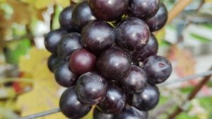 НОВИНКА ОТ КАЛУГИНА!!!🍇🍇🍇 СИГНАЛКА НА ПРИВИВКЕ 2025. Telegram, WhatsApp и Vlber +79528500417.