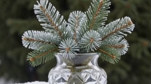 Футаж. Сосновая ветка в вазе.