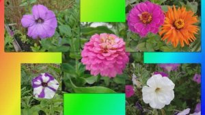 Цветы на моей даче