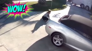 СМЕШНЫЕ ВИДЕО: ПРИКОЛЫ, КОТОРЫЕ СДЕЛАЮТ ВАШ ДЕНЬ