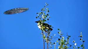 Ворона на тополе