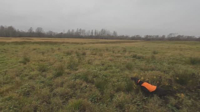 Женева на охоте - три работы по гаршнепу