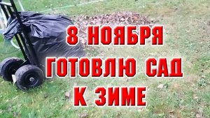 8 ноября. Продолжаю готовить свой сад к зиме