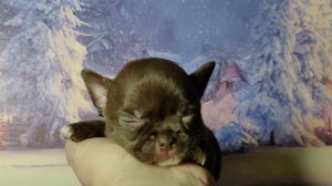 МИНИ Баронесса вес 400 грамм #цена 120 тр #купитьщенкачихуахуапродаю +79215950848