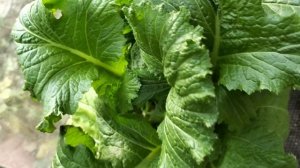 Урожай в ноябре!