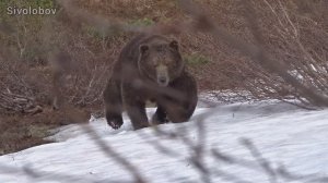 Медведь атакует...!