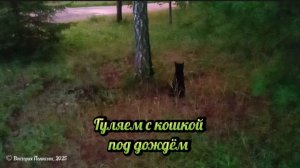 Прогулка с кошкой под дождём