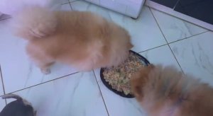 Пришло время плотно подкрепиться.