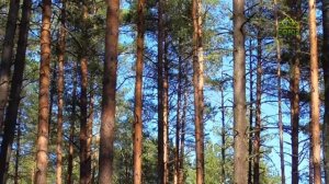 Стихи над миром. Стихотворения Зинаиды Миркиной