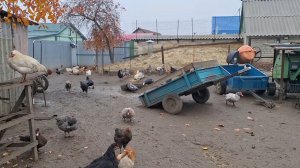 Жизнь в Деревне.