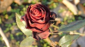 06=11=2025 кмр   ПВН  (141)