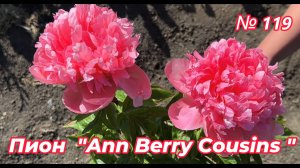 ПИОН "ANN BERRY COUSINS"/Сад Ворошиловой