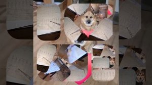 1000039732.mp4 (Собака смотрит на монтаж электропроводки ( по аварийным ситуациям ) в доме А-фрейм)