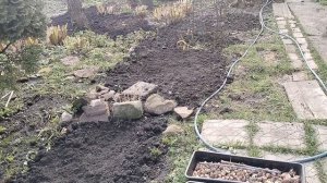 Сажаю тюльпаны.День первый.07.11.25