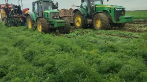 уборка моркови