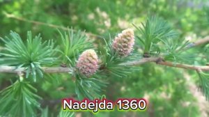 Хвойные растения моего города