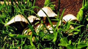 Грибочки и папаортник