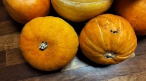 35000 грамм тыквы выросло в этом году