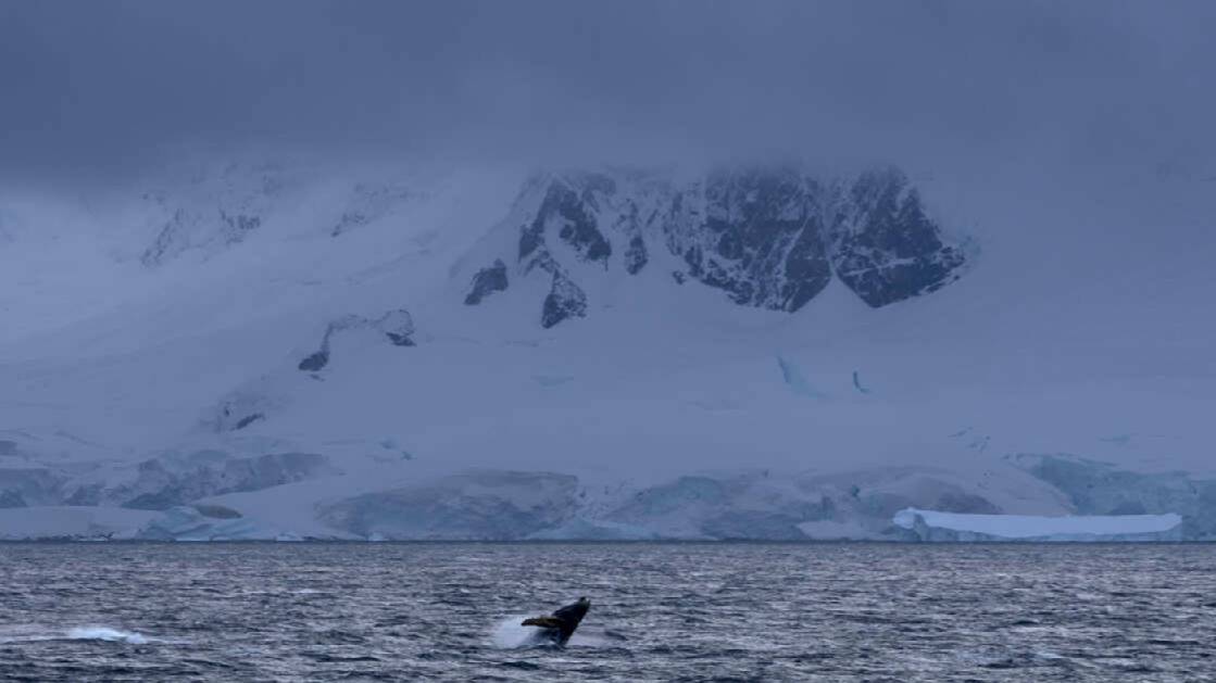 Зомби-черви и "шар смерти": 30 новых видов живых существ нашли в Антарктиде