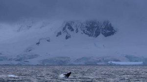 Зомби-черви и "шар смерти": 30 новых видов живых существ нашли в Антарктиде