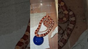 Сегодня малыш маисового полоза номер ОДИН из первой кладки уехал жить в Красный Луч! 9 ноября 2025 г