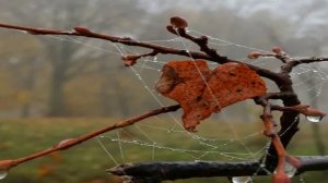 Весенняя капель играла осенью на крыше (1)