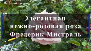 Элегантная нежно-розовая роза Фредерик Мистраль