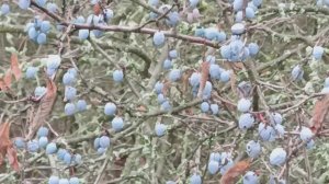 Тёрен можно собирать сладкий немного тепкий.