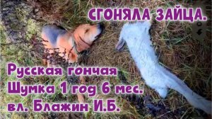 СГОНЯЛА ЗАЙЦА. Русская гончая Шумка 1 год 6 мес. вл. Блажин И.Б. #охотасгончей #топ #hunting