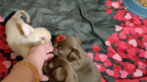 #цены ОТ 35 тр возраст 1 месяц ВОСЕМЬ #щенковчихуахуа +79215950848 #купитьщенкапродаю