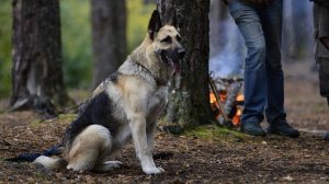 Памяти Ларси посвящается