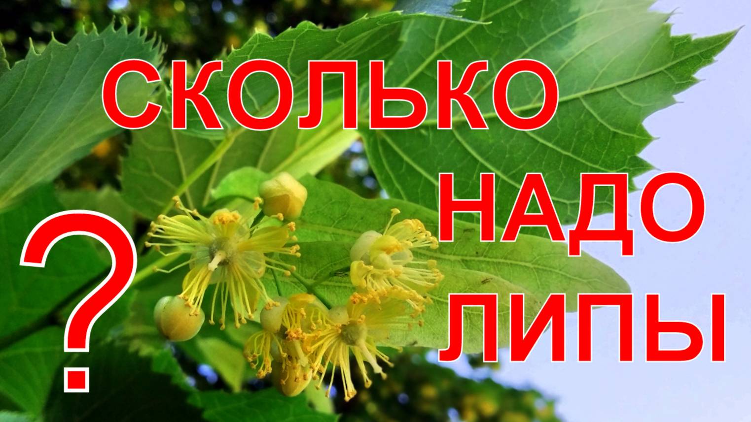 Сколько липы заготовить на год смотреть онлайн