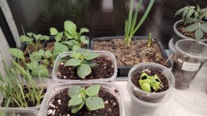 8 ноября 2025г. Обзор огорода на подоконнике.