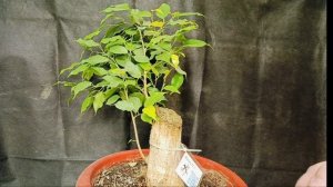 √8 фикус 150 (Бонсай)