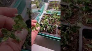 Давайте посмотрим какие результаты укоренения бегонии, фуксии, бакопы, эустомы, дихондры