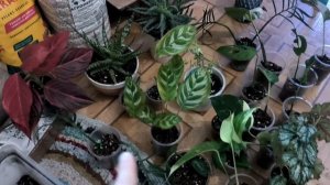 Пересадка. Алоэ, ароидные, мирт