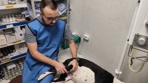 Хирургическое лечение разрыва ПКС методом TPLO: клинический случай 🔍🦴