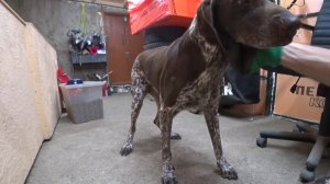 Гильза, последняя охота