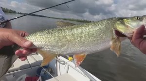 Ока охота на жереха