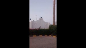 Кот и вороны